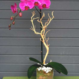 Pink orchid arrangement in a square glass vase with decorative branches