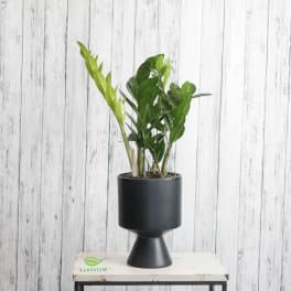 Potted green plant in a black pedestal planter