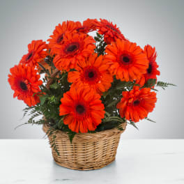 Arrangement of bright orange gerbera daisies in a woven basket.