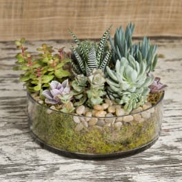 Succulent arrangement in a round glass bowl with pebbles and moss