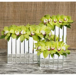 Green orchids arranged in mirrored rectangular vases