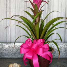 Bromeliad Bliss