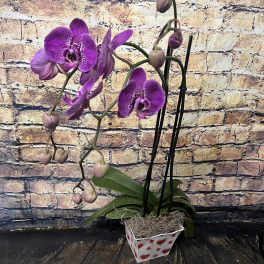 Purple orchid plant in a heart-patterned square pot