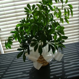 GPS Schefflera 12" to 18" Tall