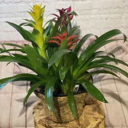 Potted bromeliad plants with yellow and red blooms in a woven basket