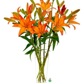 Lovely Lilies