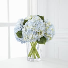Blue hydrangea bouquet in a clear glass vase