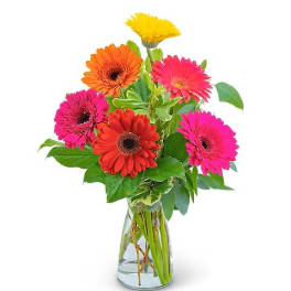 Colorful gerbera daisies in a clear glass vase