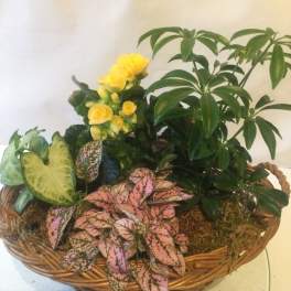 Basket garden of mixed houseplants with yellow flowering plant and pink spotted foliage