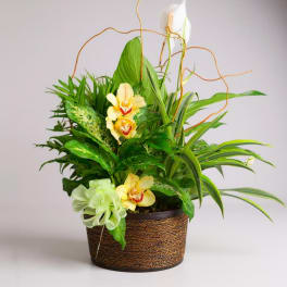 Tropical orchid arrangement in a woven basket with curly branches