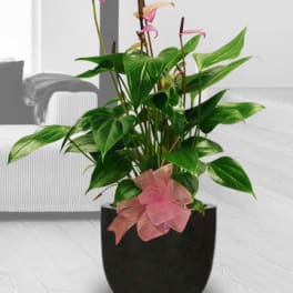 Potted tropical plant with pink flowers in a black container