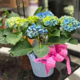 Mini Hydrangea Plant