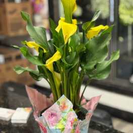 Mini Calla Plant