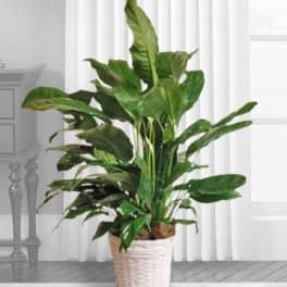 Potted green houseplant in a woven white basket