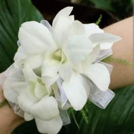 White prom corsage dendrobium orchid