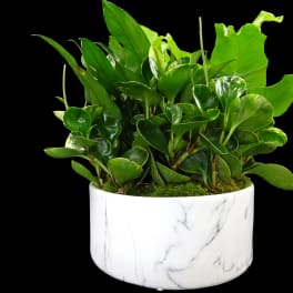 Potted green plant in a white marble-patterned container