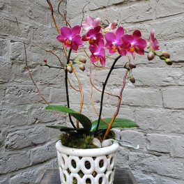 Potted pink phalaenopsis orchid with curly branches in a white cutout ceramic pot