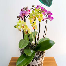 Potted orchids in a patterned ceramic container