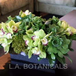 Green orchid and succulent arrangement in a rectangular container