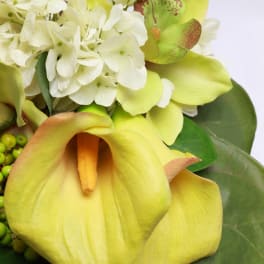 Yellow calla lilies with white hydrangea and green orchids