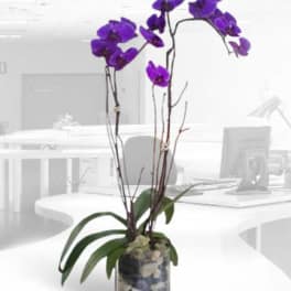 Purple orchid plant in a glass vase with stones