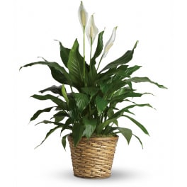 Tall peace lily plant with white blooms in a woven basket planter