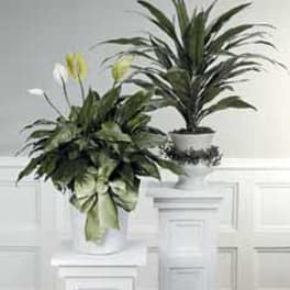 Peace Lily