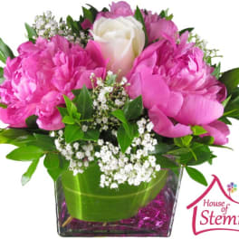 Pink peonies and a white rose in a square glass vase