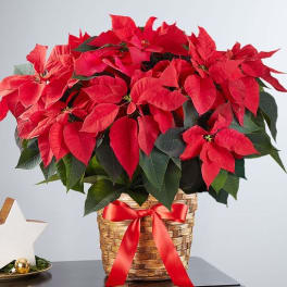 Poinsetta