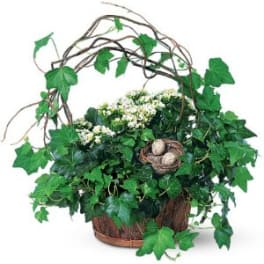 Potted ivy arrangement with small white flowers and a twig nest