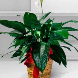 Potted peace lily with white blooms in a woven basket