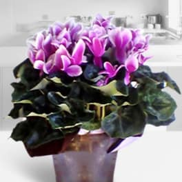 Purple cyclamen in a clear glass pot