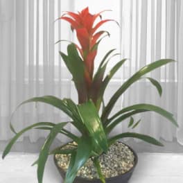 Potted bromeliad with a red flower spike and long green leaves