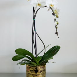 White Phalaenopsis Orchid