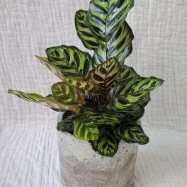 Calathea