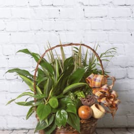 Basket of assorted green houseplants with a plaid ribbon bow