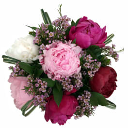 Bouquet of pink and white peonies with small purple filler flowers