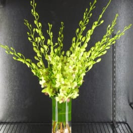 Tall green orchid arrangement in a clear glass vase