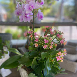 Potted orchid and pink flowering succulent in a white container
