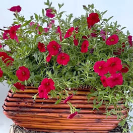 Petunia Planter