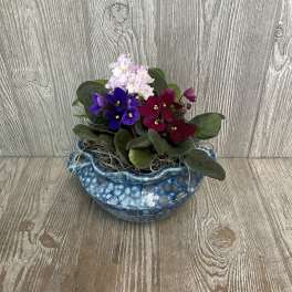 Potted African Violets