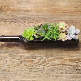 Succulents arranged in a dark glass bottle planter