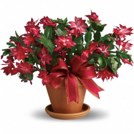 Red Christmas cactus in a terracotta pot with a ribbon bow