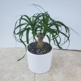 Potted ponytail palm in a white planter with decorative stones