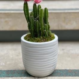 Potted cactus with two pink blooms in a white ceramic pot