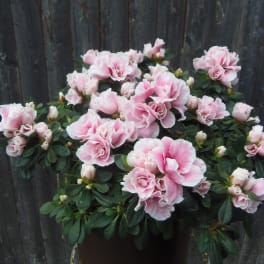 Pink azalea flowers in a dark pot