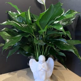Potted peace lily with white blooms in a white angel-shaped planter