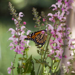 Pink flowers with a monarch butterfly perched among them