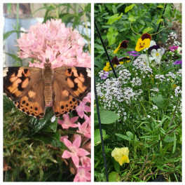 Butterfly on pink flowers beside a garden bed of mixed pansies and small white blooms