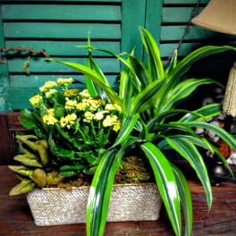 Potted arrangement with yellow flowers and long striped green leaves